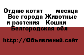 Отдаю котят. 1,5 месяца - Все города Животные и растения » Кошки   . Белгородская обл.